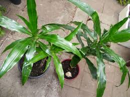Image result for Dracaena camerooniana