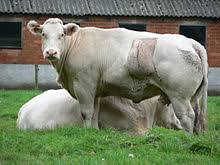 Belgian blues can experience some other health problems, too. Belgian Blue Wikipedia
