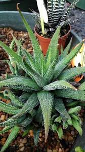 All are relatively small (and some are really small) and consist of soft and rubbery. Haworthia Zebra Cactus Pearl Plant Star Window Plant Plants Cactus House Plants Small Succulent Plants