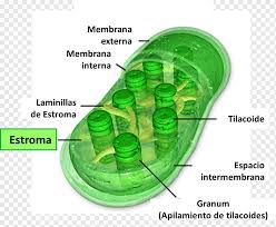 Maybe you would like to learn more about one of these? Chloroplast Chlorophyll Synthesis Stroma Cell Plant Cell Algae Stroma Png Pngwing