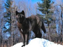The mackenzie river wolf (canis lupus mackenzii) is a subspecies of the gray wolf, canis lupus, and is found in the canadian northwest territories. Manitoba Wolf Alchetron The Free Social Encyclopedia