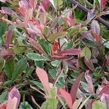 Archives des news sur rouge feu et vert feuille. Photinia Plante D Exterieur Gamm Vert