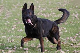 Image result for german shepherd dog