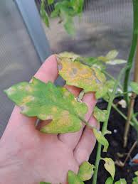 Image result for tomato seedling botrytis