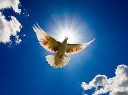 Cerpen bisik hati kiara aku membuka lipatannya yang sedikit. Burung Merpati Langit Indah Wallpaper Hd Wallpaperbetter