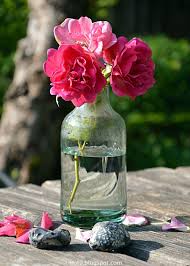 Historische Rose Miranda Beetrose Gartenfreund Strauchrose Angela Gartendekoration Mit Rosen Und Lavendel Rosa Garten Z Rosa Garten Rosa Blute Strauchrose