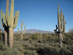 Over the course of a couple of watering cycles, you'll establish how often to water. Saguaro Cactus