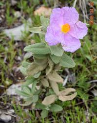 Image result for Grielum sinuatum