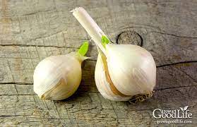 In the spring check for germination. Planting Spring Garlic