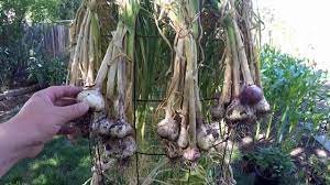 Check spelling or type a new query. Great Way To Dry Cure Freshly Harvested Garlic How I Plan To Store It Long Term Youtube
