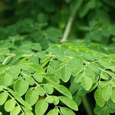 Image result for Moringa