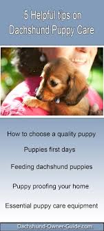 How to create a daily schedule for your puppy. Dachshund Puppy Care