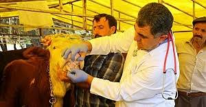Hangi Hayvanlar Kurbanlik Olarak Secilebilir Kurbanlik Hayvan Nasil Secilir Canli Hayvan Kilosu Nasil Hesaplanir