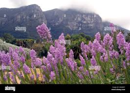 Image result for Selago cecilae