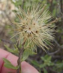 Image result for Pegolettia retrofracta