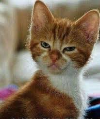 What S A Mean Mug Catsandkittens Dude Nobody S Perfect Funny Cat Memes Cute Funny Animals Funny Animal Pictures