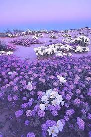 Lila Blumen Sind Eine Grossartige Moglichkeit Ihrem Garten Oder Ihrer Landschaft Mehr Interesse Zu Verleihen Sehen Sie Purple Flowers Purple Aesthetic Nature