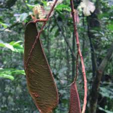 Image result for Englerodendron