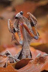 Beautiful Bugs Insects Cool Insects