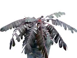 Image result for Biophytum