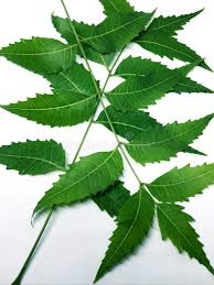 Neemleaves Photos - Free & Royalty-Free Stock Photos from Dreamstime