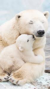 Mama Bear Protecting Her Young Polar Bears Are Hugely Affected By Global Warming Climate Change Will Affect The Way We Cute Animals Animals Baby Polar Bears