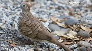 Check spelling or type a new query. Perbedaan Burung Perkutut Lokal Dan Bangkok Hewanpedia