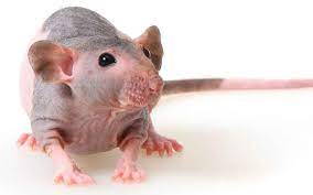 Rats that are kept healthy as a family pet can live up to 4 years. Pet Rat Lifespan A Guide To Rat Life Expectancy And How To Improve It