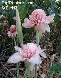 Image result for Laggera elatior