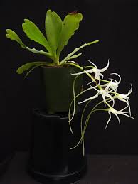 Image result for Cyrtorchis neglecta