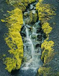 Eliot Porter In The Realm Of Nature A New Book With Images From A Master Of Nature Photography Photography Inspiration Nature Nature Photography Nature Photographs