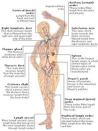 Medical Encyclopedia Structure The Lymphatic System Aviva Lymph Massage Lymphatic System Lymphatic System Anatomy