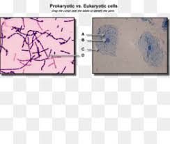 Is a elodea cell prokaryotic or eukaryotic. Elodea Png And Elodea Transparent Clipart Free Download Cleanpng Kisspng