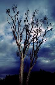 We did not find results for: Why Are The Cabbage Trees Dying New Zealand Geographic