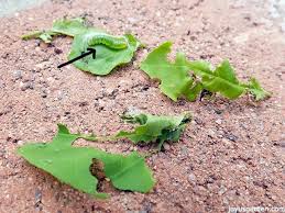 Now a high chance you will never witness an iguana eating eggs unless you're an iguana owner/keeper. What Is Eating My Bougainvillea Leaves