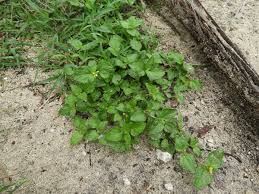 Image result for Calyptocarpus vialis
