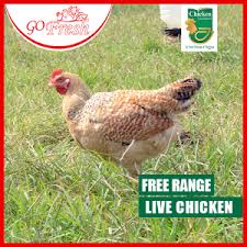 Simply browse shops near me on the map below and find a list of shops in your area. Free Range Live Copy Meat Shop Buy Meat Online Live Chicken