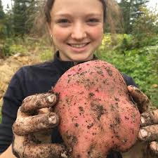 Rose and the girls just dug up a years worth of fries! Unless the  #rootcellar collapses, as many have predicted, we should be good for a  while. #offgridhomestead #homegrownpotatoes
