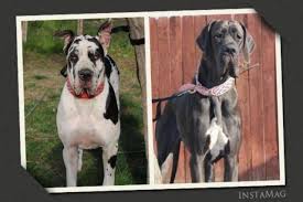 Newborns from a litter of 19 great dane puppies delivered by cesarean section at the kingman animal hospital in kingman, ariz., on feb. Akc Reg Male Brindle 100 Full European Great Dane Puppy For Sale In Bakersfield California Classified Americanlisted Com