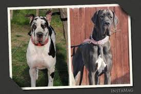 European great dane puppies for sale near me. Akc Reg Male Brindle 100 Full European Great Dane Puppy For Sale In Bakersfield California Classified Americanlisted Com