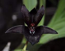 Fdk Black Lace Baker S Dark Angel Rare Orchids Black Orchid Strange Flowers