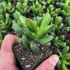 Image result for Crassula lanceolata