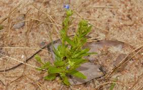 Image result for Crepidorhopalon goetzei