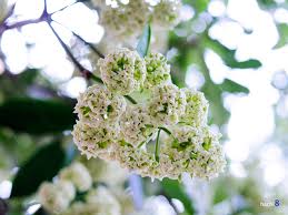 Maybe you would like to learn more about one of these? 6 Most Attractive Flower Seasons In Vietnam Focus Asia Travel
