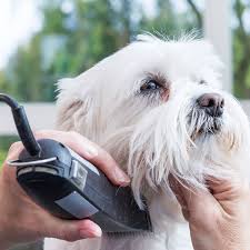 Maybe you would like to learn more about one of these? The Different Career Paths For Dog Groomers Qc Pet Studies