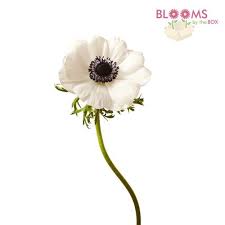 Pin On Flowers