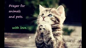 Our extensive pet prayer chain will pray for each pet or person for whom you submit a prayer established in 1999, we are the original group called the pet prayer line and were one of the. Prayer For Cats Dogs And Other Pets And Animals Video Dailymotion