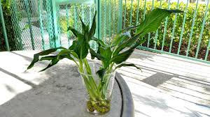 We did not find results for: How To Save Peace Lily From Root Rot Youtube