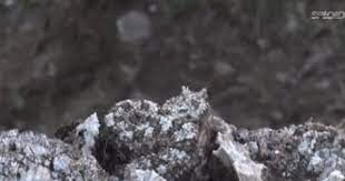 Pin On Interesting Creatures