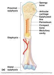 Label number 1 in the diagram indicates which part of the bone. Anatomy Physiology Midterm Review Study The Long Bone Image And Identify The Parts Of The Bone Diagram Quizlet